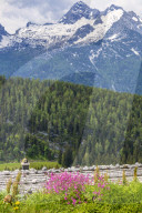 Pink blooming alpine flowers in front of a Alp Shack Roof