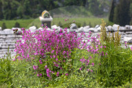 Pink blooming alpine flowers in front of a Alp Shack Roof