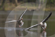 Grey goose fighting