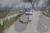 Grey goose with youngs on the street