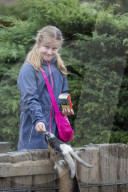 Girl feeding domestic goat