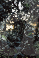Close-up of an Olive Tree