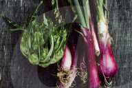 Chicory and Spring Onions