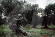 Olive Tree