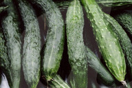Cucumbers