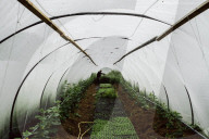 Inside a Greenhouse of a Nursery
