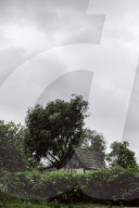 Roof of a Henhouse