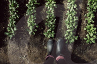 Seedlings in a Nursery