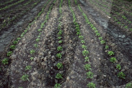 Seedlings in a Nursery
