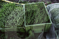 Seedlings in a Nursery