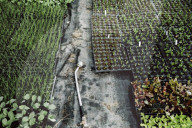 Seedlings in a Nursery