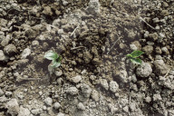 Seedlings in a Nursery