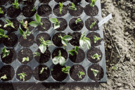 Seedlings in a Nursery