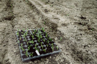 Seedlings in a Nursery