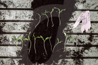 Seedlings in a Nursery