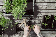 Seedlings in a Nursery