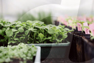 Seedlings in a Nursery
