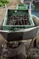 Seedlings in a Wheelbarrow