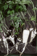 Parsnips