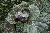 Savoy Cabbage