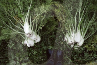 Fennel