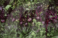 Beetroot