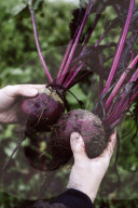 Beetroot