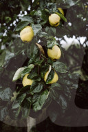 Quince Tree
