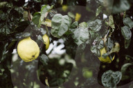 Quince Tree