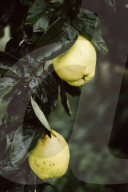 Quince Tree