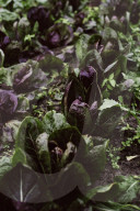 Lettuce Heads