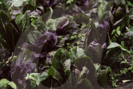 Lettuce Heads