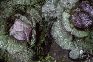 Savoy Cabbage