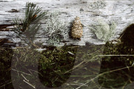 Findings from a Forest in Scotland