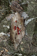Cranberries