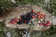 Wild Berries