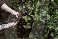 Man holding Beetroot in his Hands