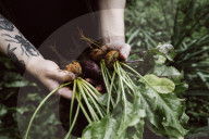 Man holding Root Vegetables in his Hands