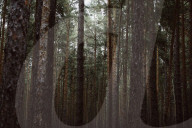 Dark Forest