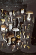 Food Still with various Mushrooms