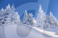 Deep snowy mountain forest