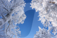 Deep snowy mountain forest