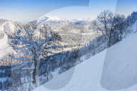 Snowy landscape