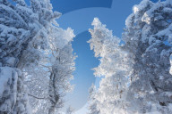 Deep snowy mountain forest