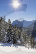 Wintry mountain forest