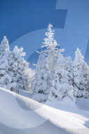 Deep snowy mountain forest