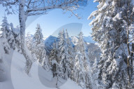 Deep snowy mountain forest