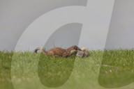 Ermine ground squirrel