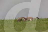 Ermine ground squirrel