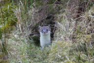 Ermine ground squirrel